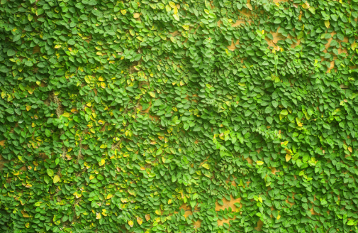 Green Wall Installation Near Me