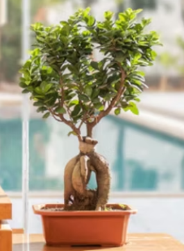 Office Plant Rental Services Near Sanjay Nagar