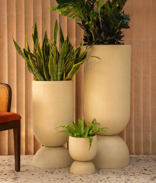 Indoor Plant Rental for Corporate Offices in Bangalore