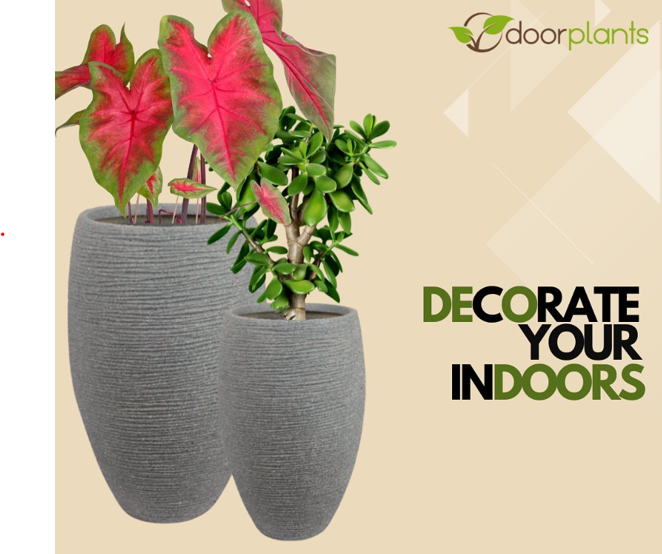 Best Indoor Plants Store in Hebbal